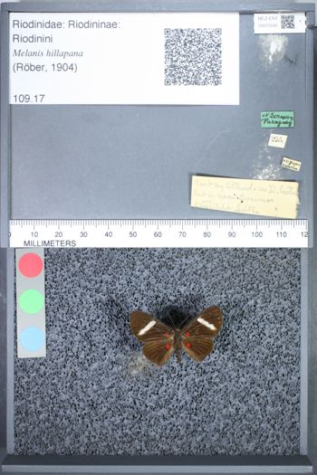 Media type: image;   Entomology 75545